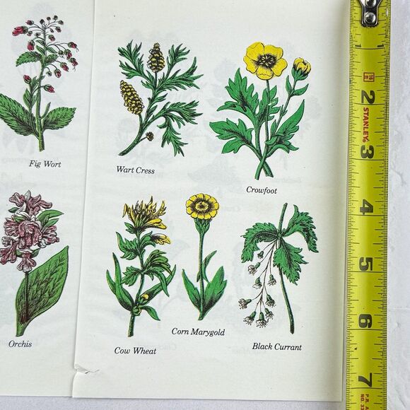 Lot of 4 Vintage Double Sided Botanical Book Plate Prints MCM Gallery Wall - Picture 6 of 12